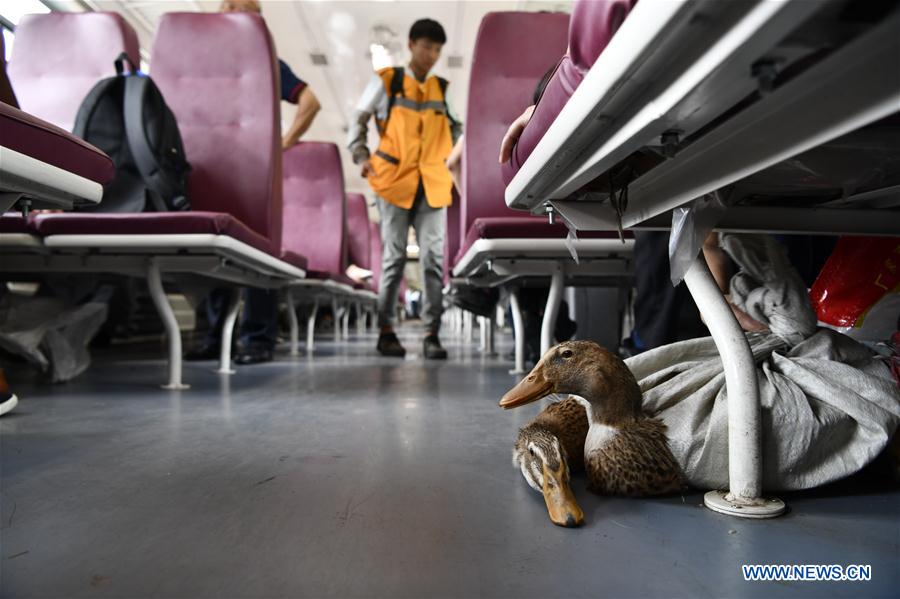 CHINA-CHONGQING-RAILWAY-GREEN TRAIN (CN)