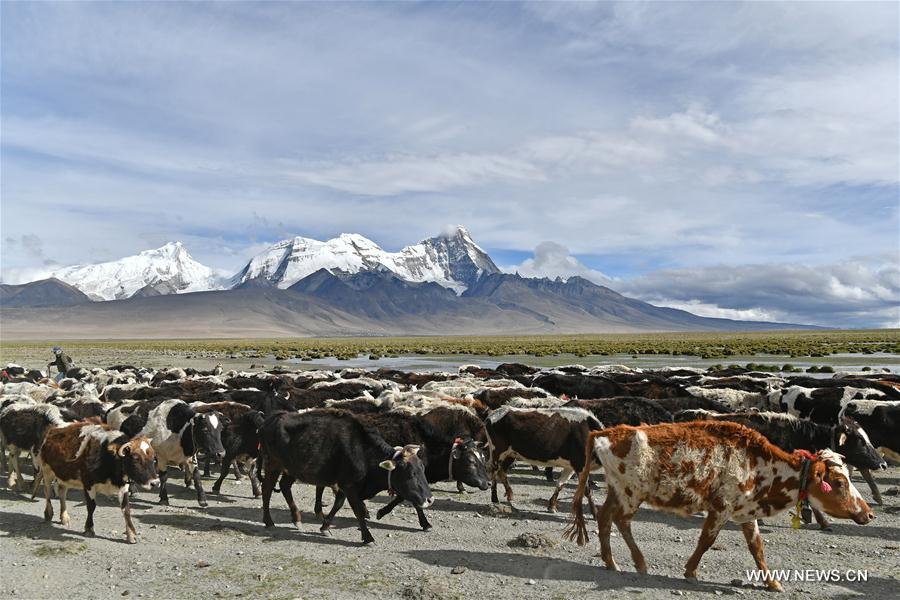 CHINA-TIBET-YADONG-SCENERY (CN)