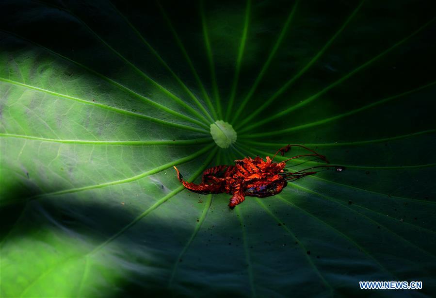 CHINA-FUJIAN-LOTUS (CN)