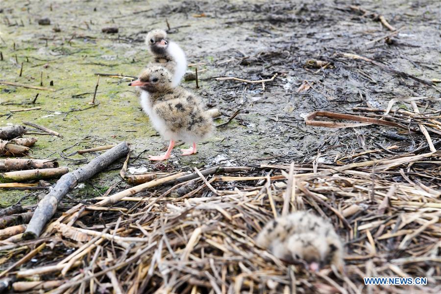 CHINA-JIANGSU-WETLAND-BIRDS (CN)