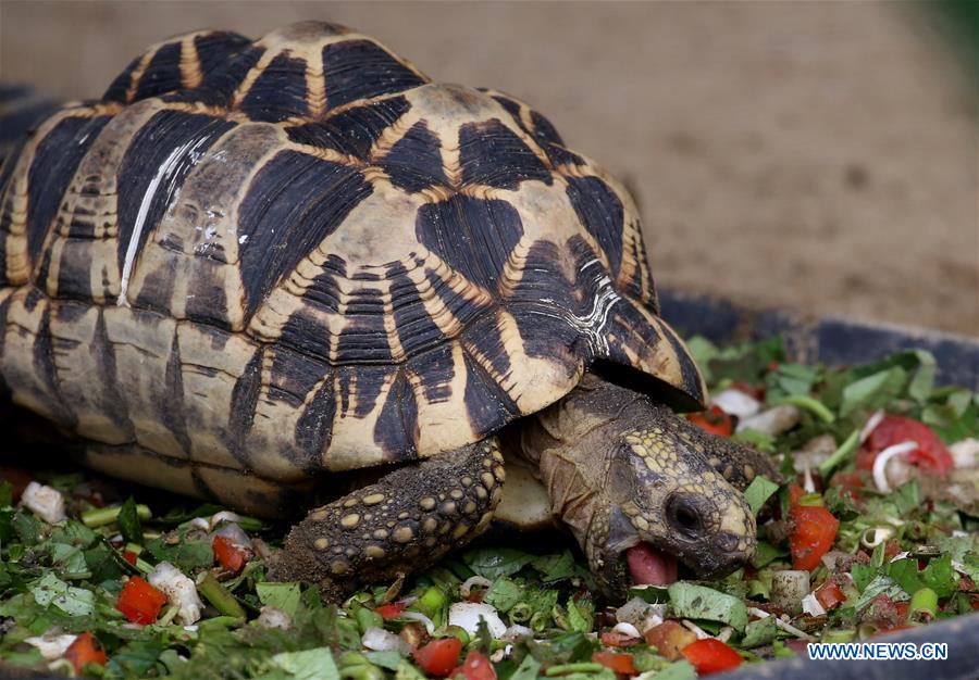 MYANMAR-YANGON-STAR TORTOISE