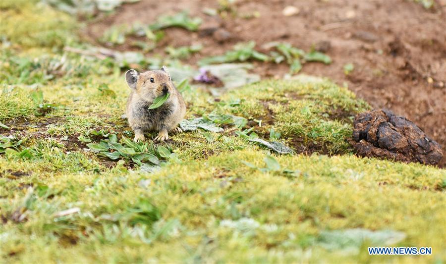 CHINA-TIBET-WILDLIFE-PLATEAU PIKA (CN)