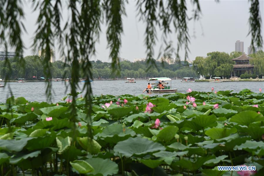 CHINA-SHANDONG-JINAN-DAMING LAKE-LOTUS (CN)