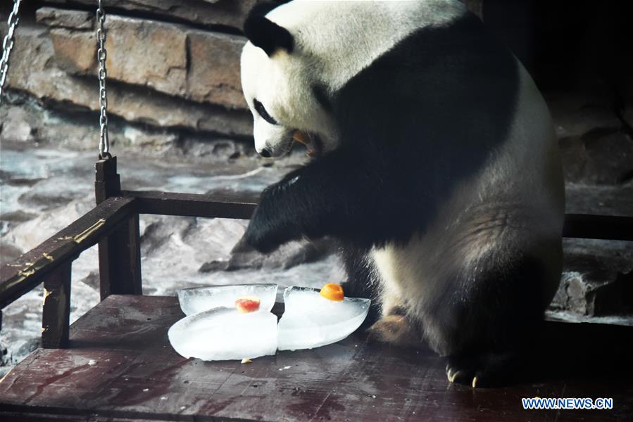 CHINA-JINAN-GIANT PANDA-SUMMER (CN)