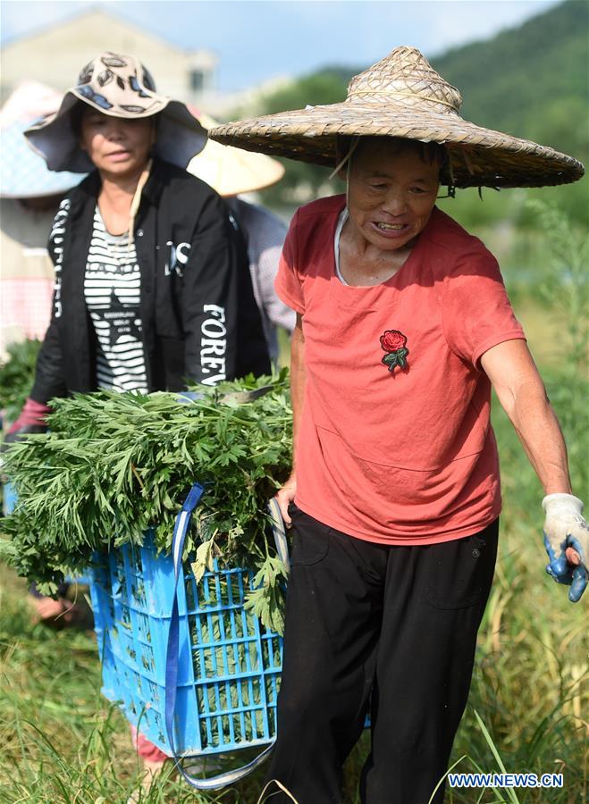 CHINA-ZHEJIANG-AGRICULTURE-HERB-ORIENTAL MOTHERWORT-HARVEST (CN)