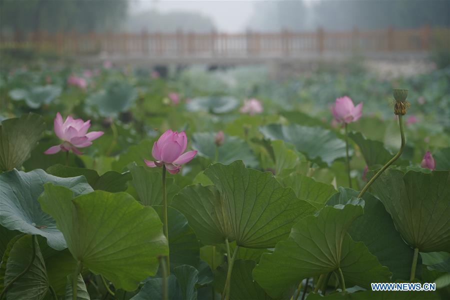 CHINA-HEBEI-XIONGAN-LOTUS(CN)