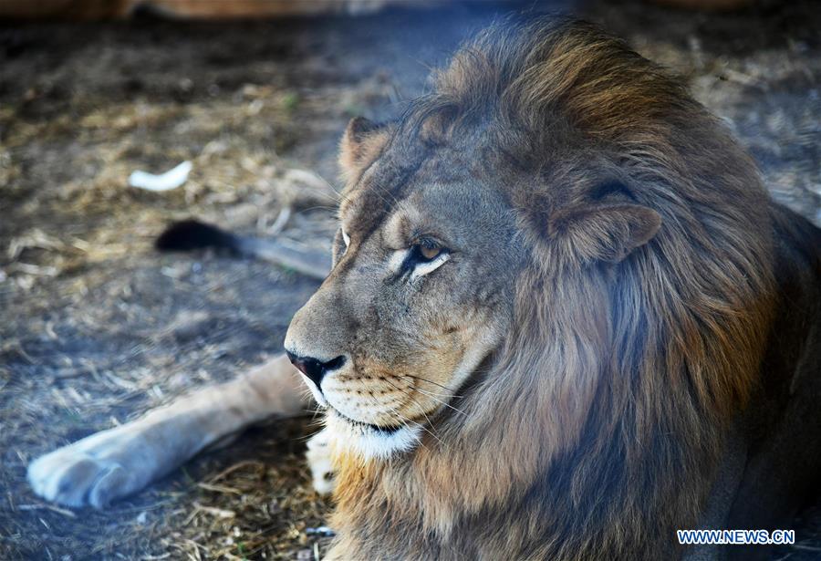 SYRIA-DAMASCUS-TIGER-LION