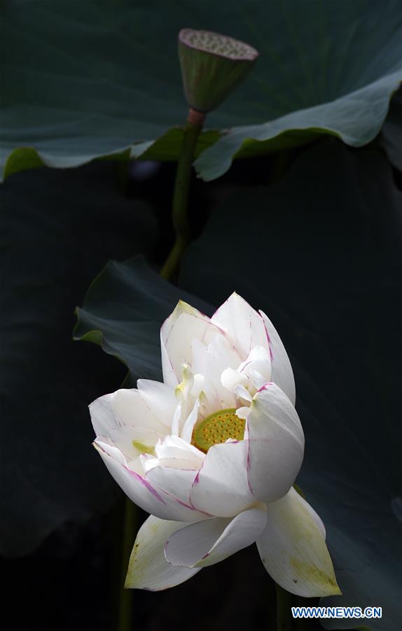 CHINA-YUNNAN-QIUBEI-PUZHEHEI NATIONAL WETLAND PARK-SCENERY (CN)