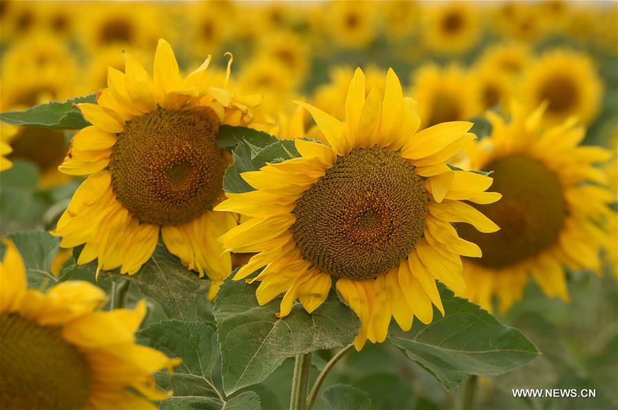 CHINA-GANSU-BAIYIN-SUNFLOWER (CN)