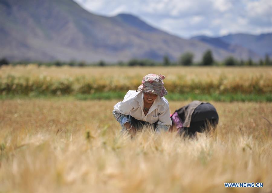 CHINA-TIBET-XIGAZE-HIGHLAND BARLEY-HARVEST (CN)