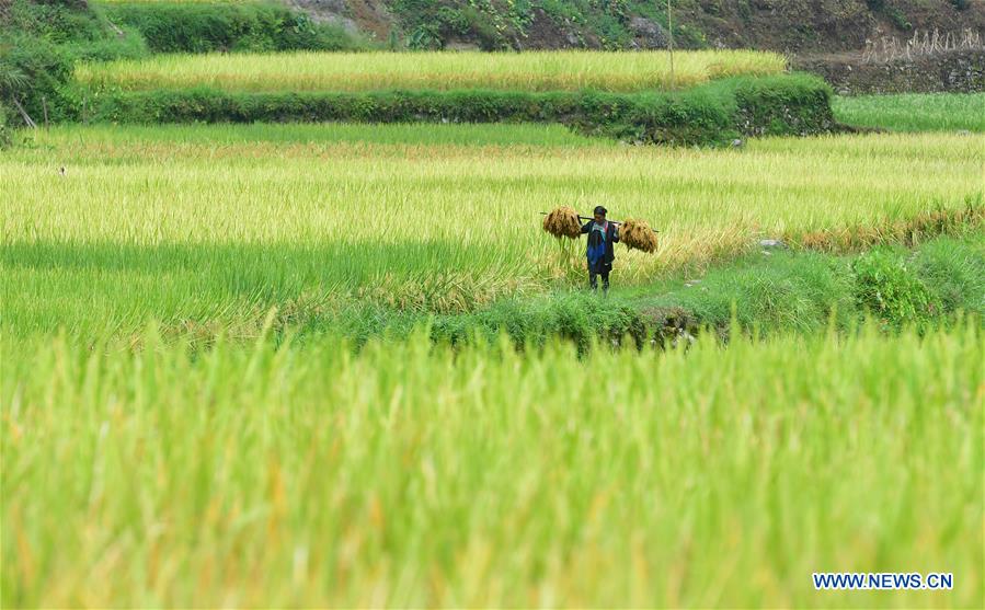 CHINA-GUANGXI-PADDY RICE-HARVEST (CN)