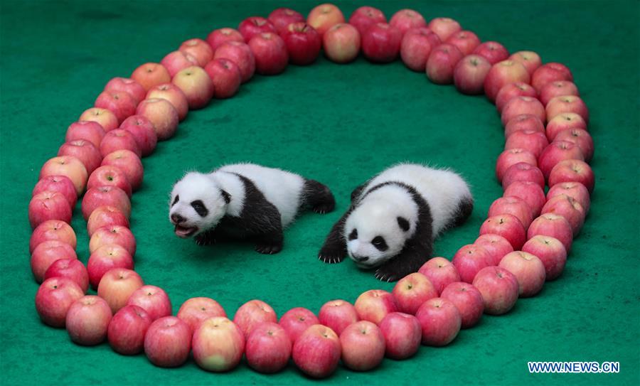 CHINA-CHENGDU-GIANT PANDA-CUBS (CN)