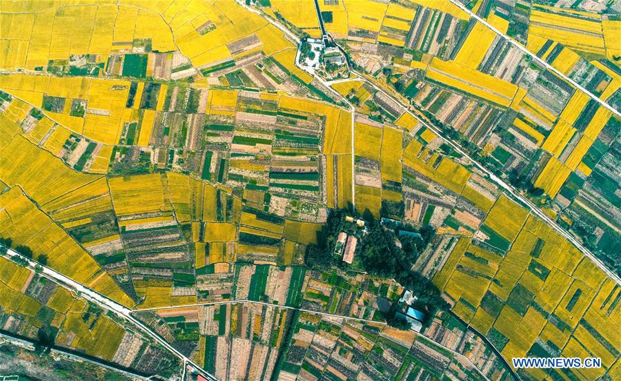 CHINA-HEBEI-HANDAN-RICE-HARVEST (CN)