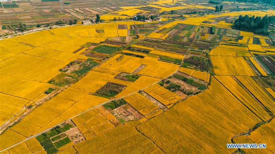 CHINA-HEBEI-HANDAN-RICE-HARVEST (CN)