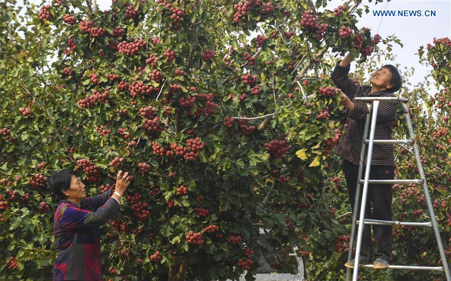 CHINA-HEBEI-HAWTHORN FRUITS-HARVEST (CN)