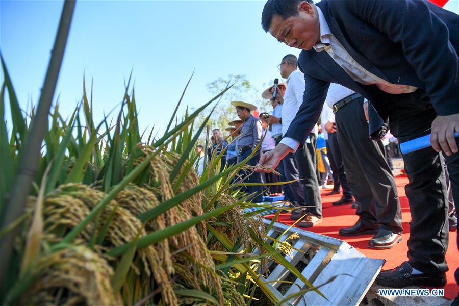 (Eyesonsci)CHINA-HUNAN-THIRD-GENERATION-HYBRID RICE (CN)