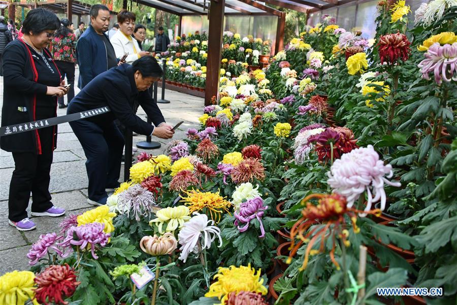 CHINA-SHANDONG-JINAN-CHRYSANTHEMUM EXHIBITION (CN)