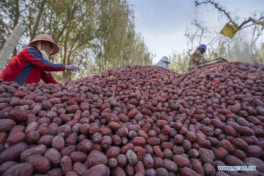 CHINA-XINJIANG-RUOQIANG-RED JUJUBE-HARVEST (CN)