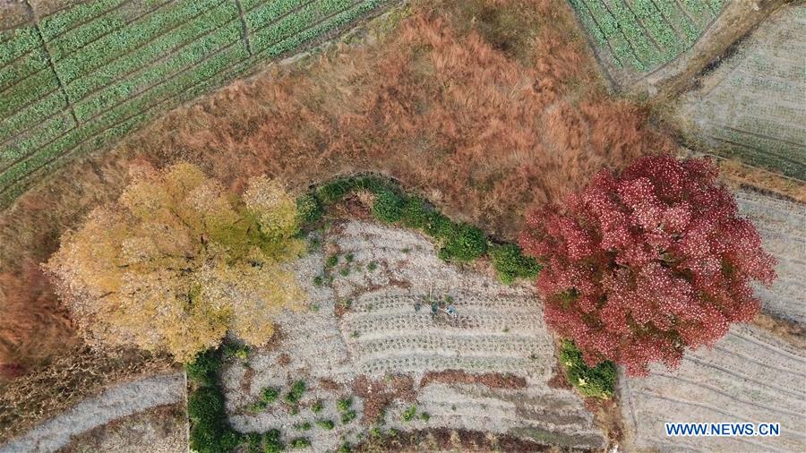 CHINA-ANHUI-HUANGSHAN-COUNTRYSIDE-SCENERY (CN)