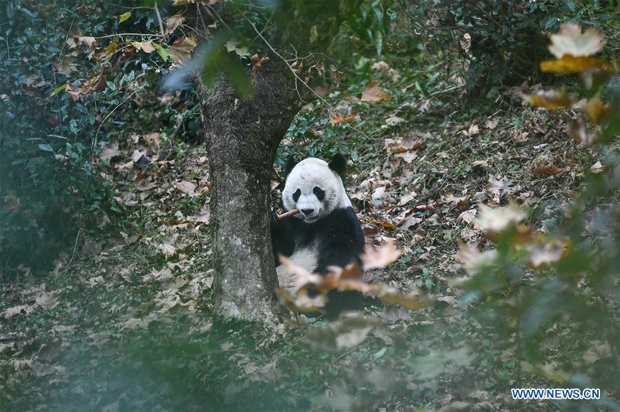 CHINA-SICHUAN-YA'AN-PANDA-RETURN (CN)