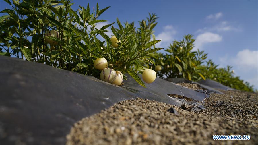 CHINA-YUNNAN-POVERTY ALLEVIATION-PEPINO MELON-INDUSTRY (CN)