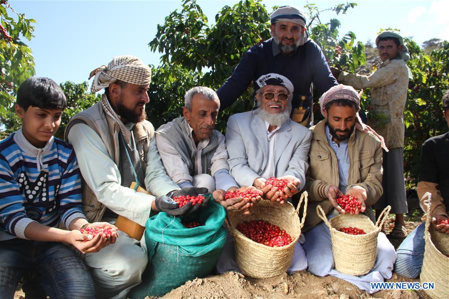 YEMEN-SANAA-COFFEE HARVEST