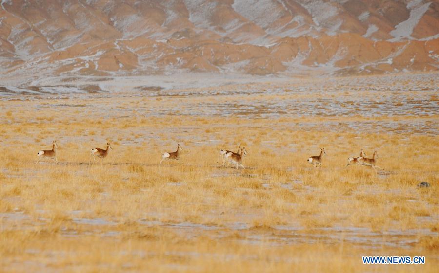 #CHINA-GANSU-GRASSLAND-ANIMALS (CN)