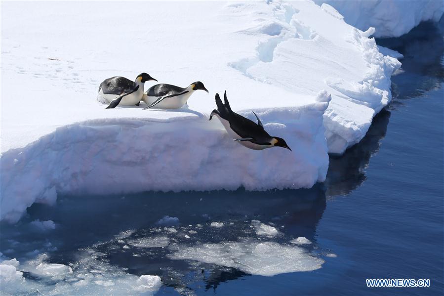 (EyesonSci)CHINA-XUELONG 2-ANTARCTIC EXPEDITION-PENGUINS