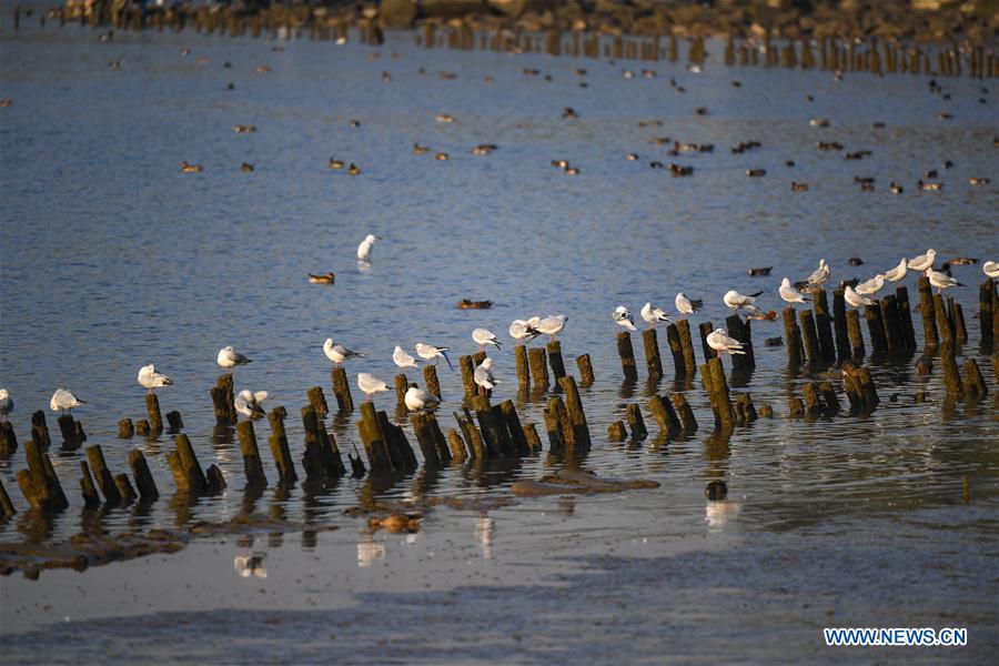 CHINA-SHENZHEN-MIGRATORY BIRDS (CN)