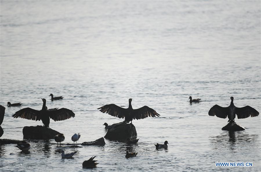 CHINA-SHENZHEN-MIGRATORY BIRDS (CN)