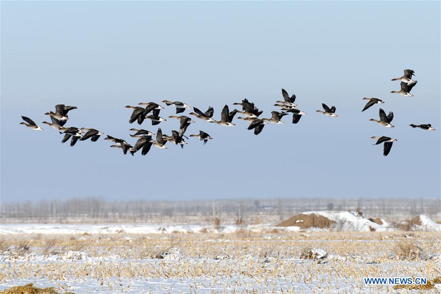 CHINA-XINJIANG-QAPQAL-MIGRANT BIRD (CN)