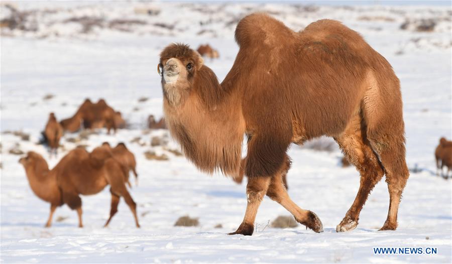 CHINA-XINJIANG-JEMINAY-CAMEL (CN)