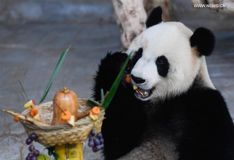 CHINA-HAINAN-HAIKOU-GIANT PANDA (CN)