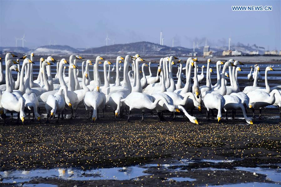 CHINA-SHANDONG-RONGCHENG-WHOOPER SWANS (CN)