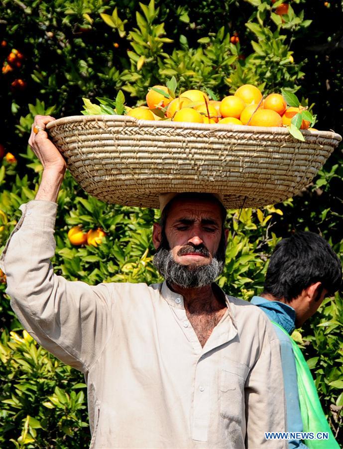 PAKISTAN-PESHAWAR-ORANGE-HARVEST