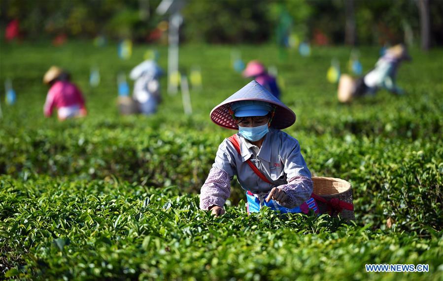 CHINA-HAINAN-BAISHA-SPRING TEA-WORK RESUMPTION (CN)