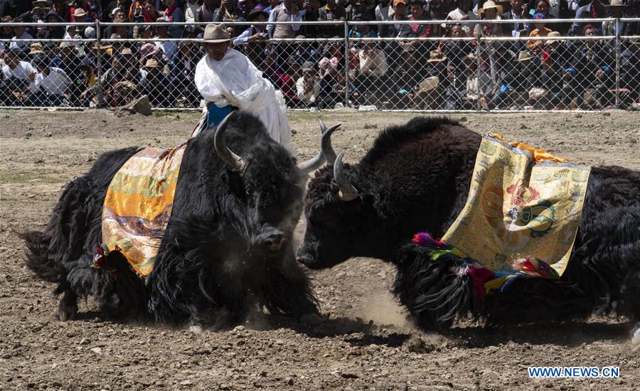 (InTibet)CHINA-TIBET-XIGAZE-BULLFIGHT(CN)