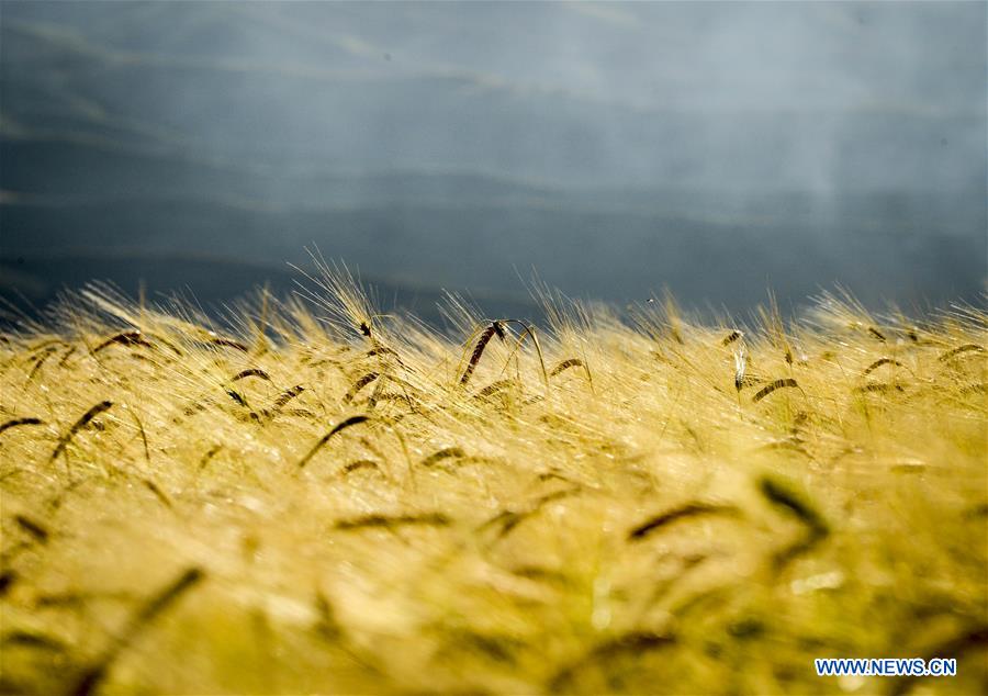 CHINA-XINJIANG-MORI-WHEAT (CN)