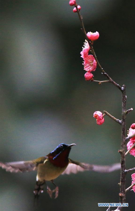 #CHINA-HUNAN-HENGYANG-BIRD-PLUM BLOSSOM (CN)