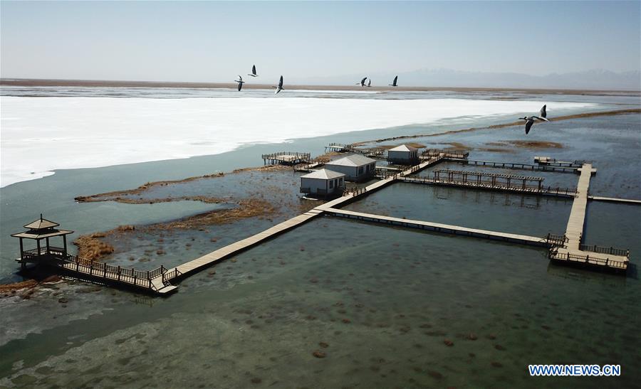 CHINA-GANSU-AKSAY-MIGRATORY BIRDS (CN)