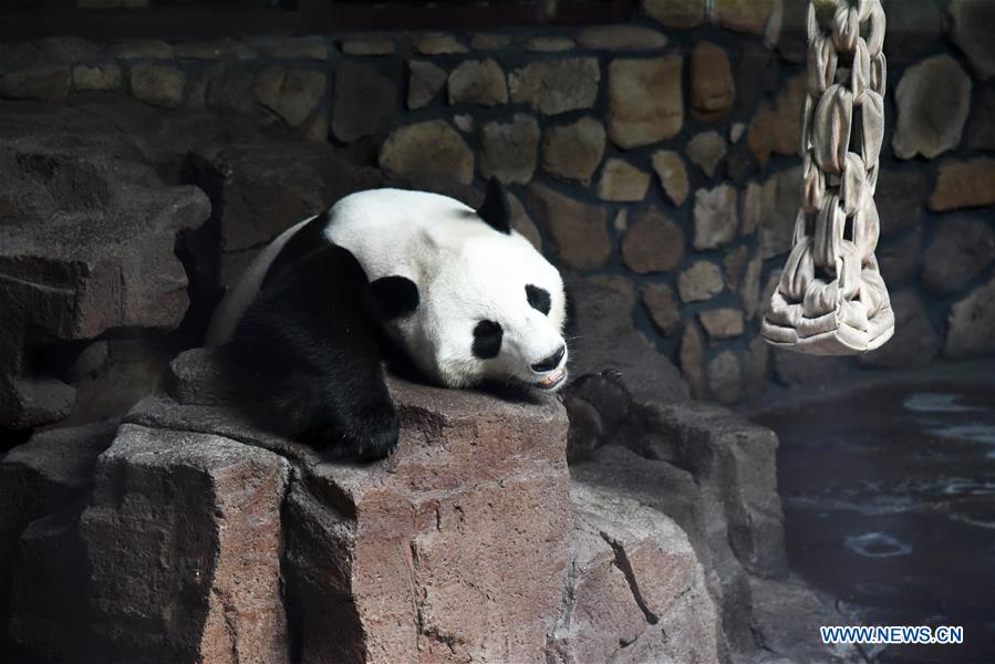 CHINA-JINAN-GIANT PANDA-SUMMER (CN)