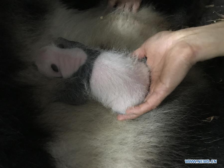 CHINA-CHONGQING-PANDA CUBS (CN)