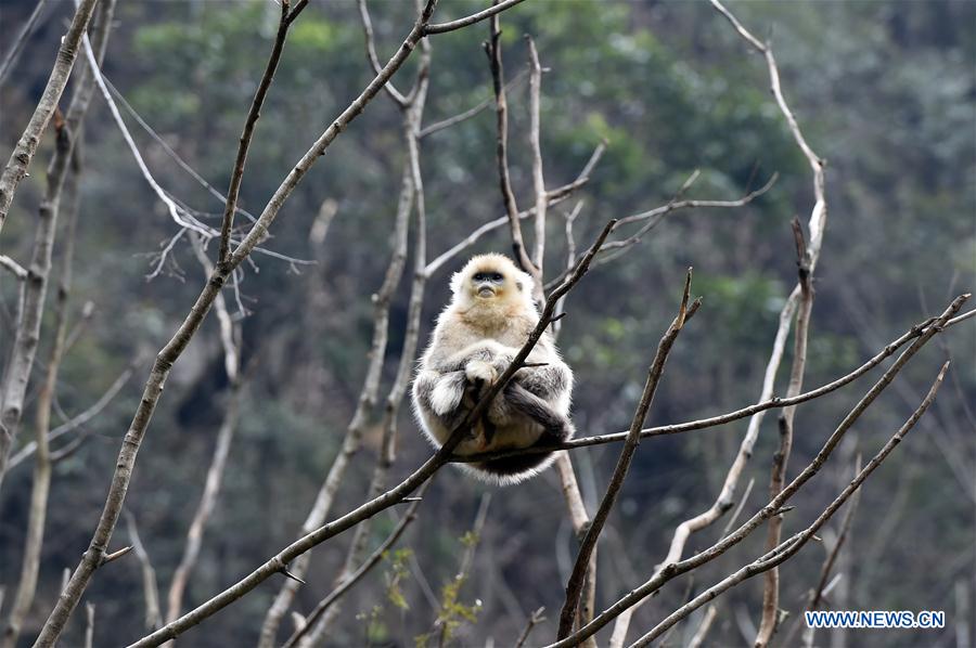 CHINA-GANSU-YUHE-GOLDEN MONKEY (CN)