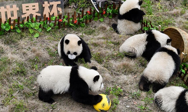 Giant pandas take part in football-themed party in China's Sichuan