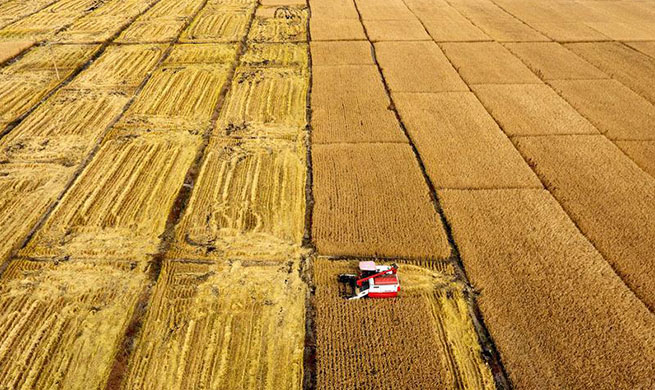 Harvesters work in paddy field in N China