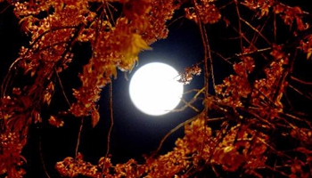 In pics: cherry blossoms under moonlight in SW China's Kunming