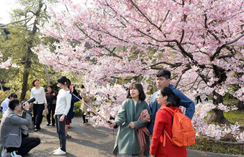 People enjoy cherry blossoms in Tokyo