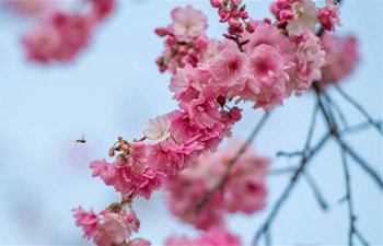 In pics: cherry blossoms at Yuantongshan Park in SW China's Yunnan