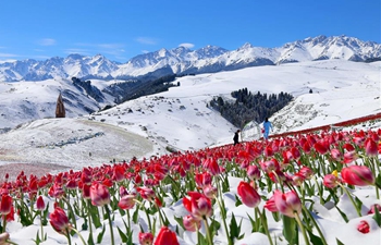 Tulips blooming in snow at Jiangbulake scenery spot in NW China's Xinjiang