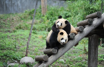 Giant panda cubs grow well in NW China's Shaanxi